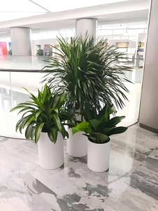 解锁前湾花卉出租方案,畅享花卉装饰之美